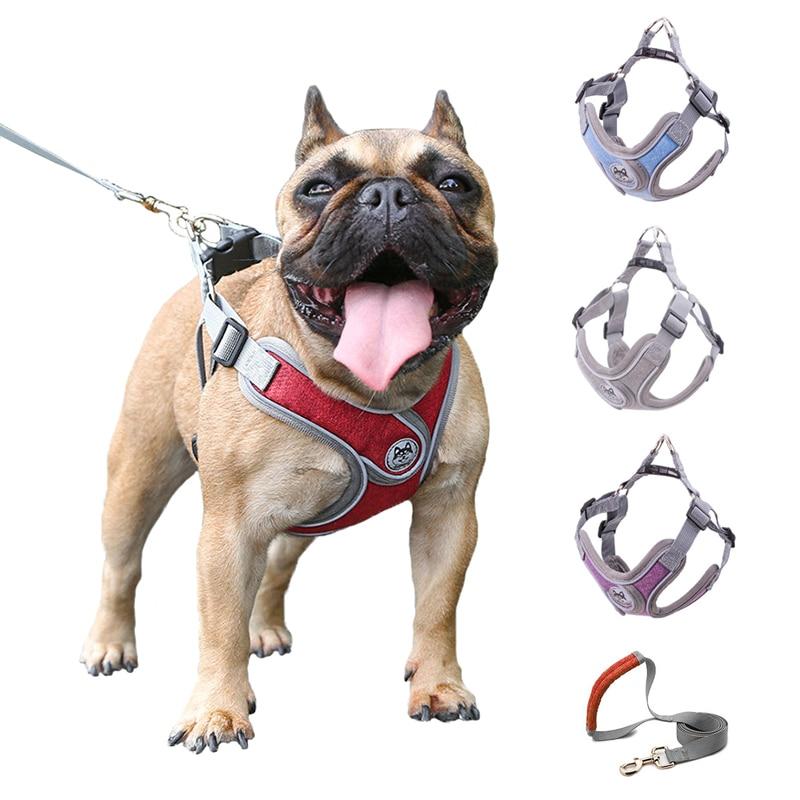 chien portant un collier réglable en nylon