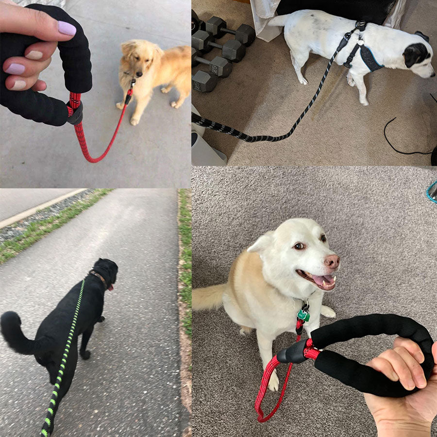 Laisse Lumineuse pour Chiens – Réfléchissante & Durable