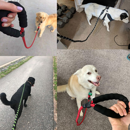 Laisse Lumineuse pour Chiens – Réfléchissante & Durable
